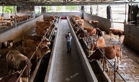 中国农业大学新闻网 综合新闻 “牛羊牧繁农育项目”第三期肉牛养殖技术培训班走进呼伦贝尔