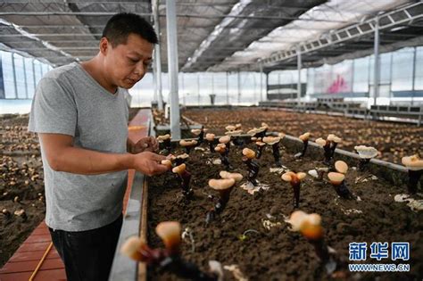 西藏林芝人工栽培白灵芝初获成效-精彩图片- 东南网