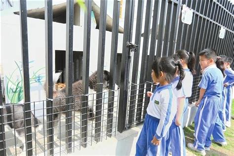学校饲养100余只小动物 新学期开“小动物饲养课” —重庆站—中国教育在线