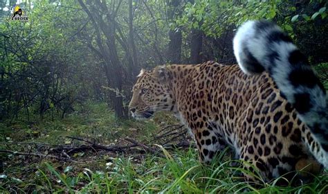 中国特有华北豹现身延安，为迄今发现最大的野生种群