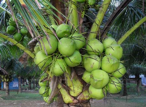 椰子的产地在哪里，常见的椰子品种有哪几种- 农林牧渔科技_赢家财富网