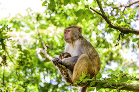 野生动物景点猴子母猴小猴依偎摄影图配图高清摄影大图-千库网