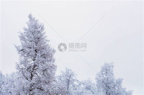 寒冷的冬季森林风景之顶在阴暗的气候下高清图片下载-正版图片506287248-摄图网