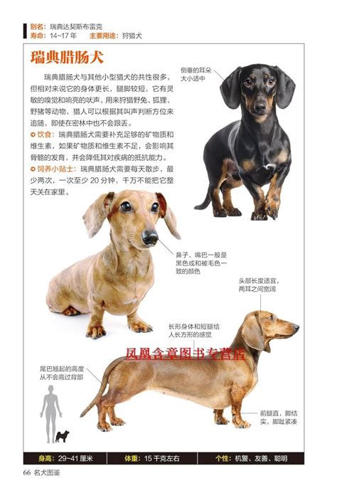 世界名犬图鉴图片