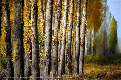 秋天的白杨树 - 新疆, 秋天, 白杨, leica - 五柳先生 - 图虫摄影网