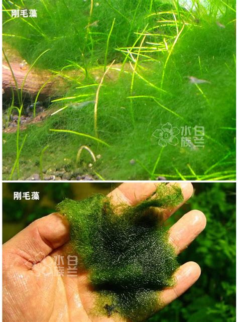 藻类植物图片