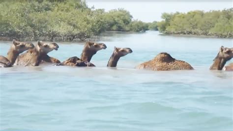 印度的物种都厉害 连骆驼都会游泳_凤凰网视频_凤凰网