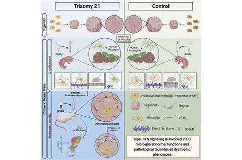 hPBMC和hCD34人源化小鼠模型之间的主要差异 - Crown Bioscience Oncology and CVMD Models