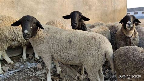 世界上“最可爱”的羊，外表十分呆萌，早在1400年就已存在！
