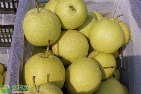 中国最好吃的梨子排名 - 惠农网