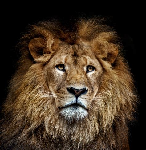 狮子图片-黑色背景下一只正面的凶猛的美丽狮子素材-高清图片-摄影照片-寻图免费打包下载