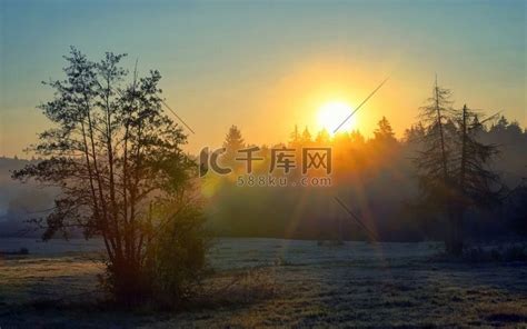 阳光穿过迷雾笼罩的松树林高清图片下载-正版图片506714180-摄图网