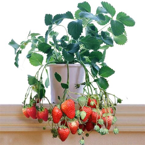 辽宁省葳蕤草莓种植有限公司_草莓种植,草莓,草莓苗
