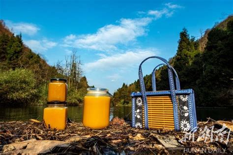 桑植县：着力打造“桑植蜂蜜”产业新高地 华声在线张家界频道