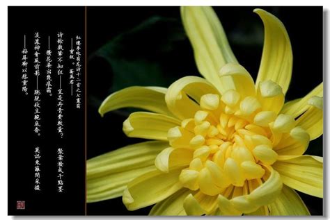 【红楼咏菊（续）摄影图片】生态摄影_老程_太平洋电脑网摄影部落