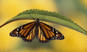 蝴蝶小知识：蝴蝶的翅膀为什么五彩斑斓？|蝴蝶|知识-知识百科-川北在线