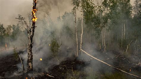 俄罗斯森林火灾愈演愈烈 一夜内增加五千余公顷-木材买卖-真木网