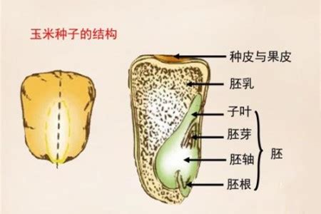 玉米种子结构图图片