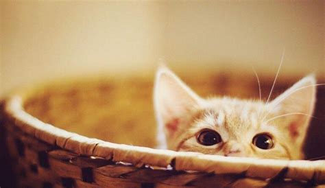 养一只阿比西尼亚猫每月成本多少-宠物网问答