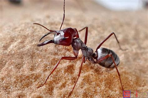 十大热门经典的宠物蚂蚁：日本弓背蚁最受欢迎 - 520常识网