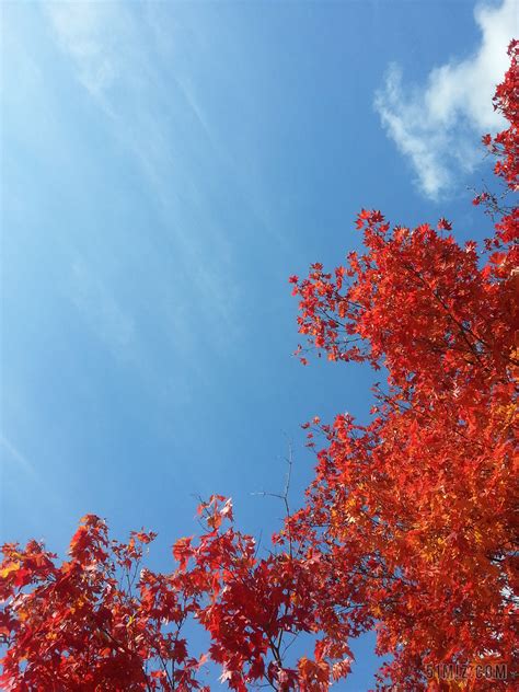 为什么秋天的天空这么蓝-仿真假山与仿真树作用