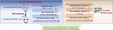 NaoXinTong Capsule ameliorates memory deficit in APP/PS1 mice by ...