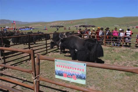 玉树藏族自治州：全力打造绿色有机农畜产品输出地 - 世界旅游 - 华声文旅 - 华声在线