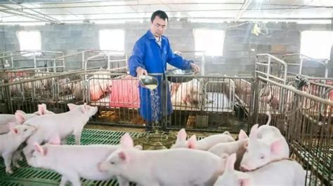 国家发改委：预计短期猪价或依旧波动频繁农业资讯-农信网