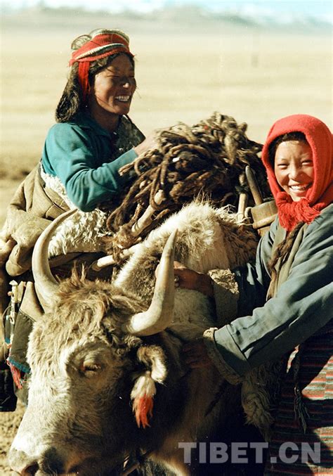 【藏北故事】留在心中的歌：已淡出人们视野的藏北驮牛和驮羊队_原创_中国西藏网
