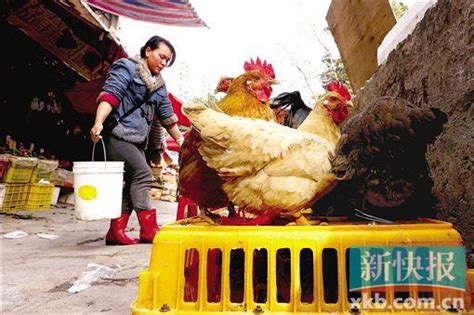 湖南农贸市场啥时有活鸡活鸭卖？最新答复：快了 - 今日关注 - 湖南在线 - 华声在线