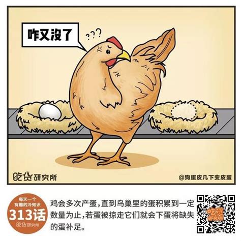 老母鸡已活27年：相当于人活了差不多300岁(2)|母鸡|27年-社会资讯-川北在线
