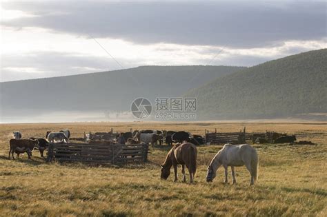 蒙古马图片素材 蒙古马设计素材 蒙古马摄影作品 蒙古马源文件下载 蒙古马图片素材下载 蒙古马背景素材 蒙古马模板下载 - 搜索中心