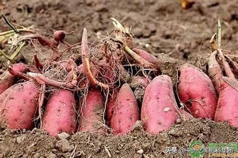红薯怎么种才能高产？原来栽插方法有讲究，做对了结薯多