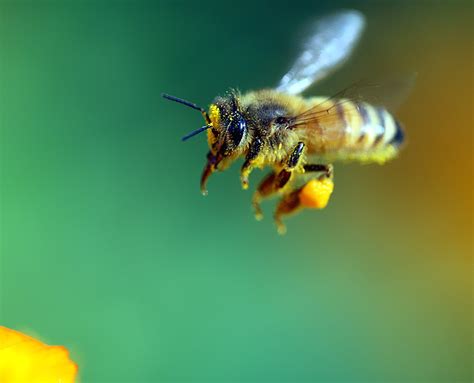 蜜蜂摄影图__昆虫_生物世界_摄影图库_昵图网nipic.com