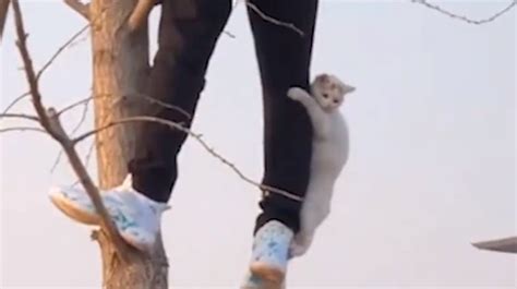 小猫被困20米高桥墩，为让孩子有个完美生日，他们多番营救_北京日报网