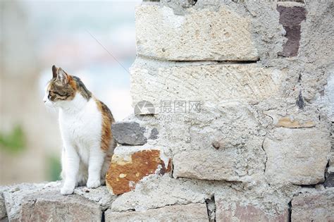 西双版纳首次拍到国家一级保护动物金猫影像