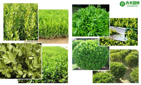绿化苗木种类(绿化苗木种类大全) – 丰硕种植业科普网
