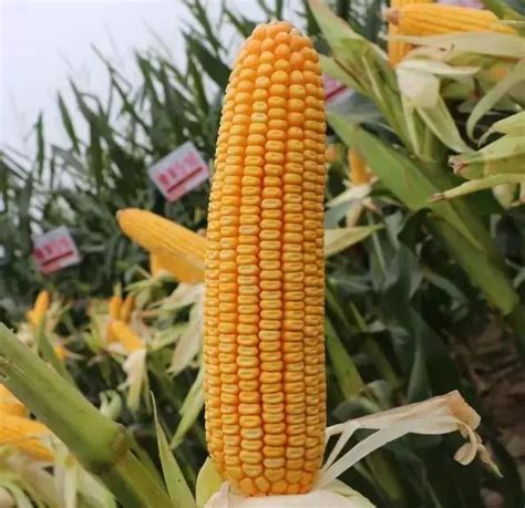 玉米高产栽培技术和施肥知识_河北卓峰化肥有限公司