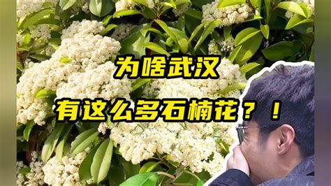为啥武汉种了这么多石楠花？它的味道从何而来？“市花”石楠大揭秘_腾讯视频