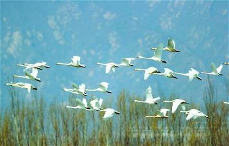 七九河开，八九雁来：首批北返候鸟抵京- 中国生物多样性保护与绿色发展基金会