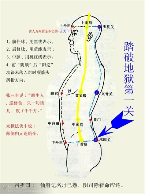 任脉的准确位置图图片 任脉的准确位置图图片