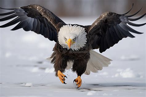 捕猎中的雄鹰图片-包图网