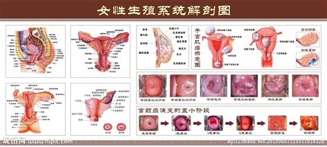 ENOVO 女性内生殖系统解剖模型 子宫 卵巢 生殖结构模型妇科-阿里巴巴