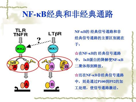 NF-KB信号通路2013-10-28_word文档在线阅读与下载_免费文档