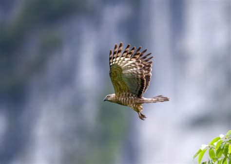 褐冠鹃隼,鸟类,动物摄影,摄影,汇图网www.huitu.com