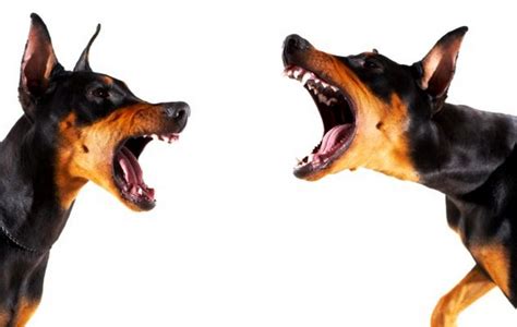 Dog Barking – ukdogwhisperer.com