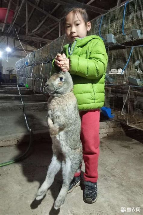 阳泉兔子养殖的利润销路肉兔养殖回收 山东济宁 种兔养殖-食品商务网