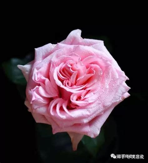 粉红色玫瑰的花语是什么？粉红色玫瑰的寓意和象征-花卉百科-中国花木网
