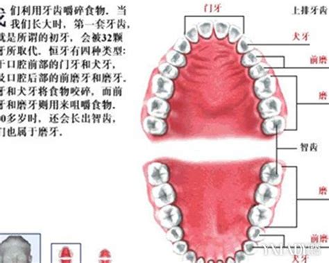 口腔的牙齿的结构图_口腔结构明细图 - 随意云
