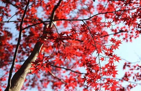 日本红枫冬天落叶吗_好景园林